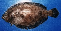 Image of Paralichthys patagonicus (Patagonian flounder)