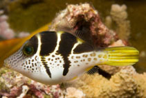 Image of Paraluteres prionurus (False puffer)