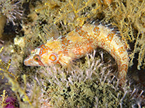Image of Pavoclinus profundus (Deepwater klipfish)