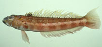Image of Parapercis pulchella (Harlequin sandsmelt)