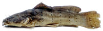 Image of Parauchenoglanis punctatus 