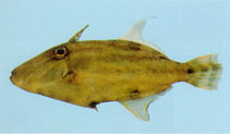 Image of Paramonacanthus pusillus (Faintstripe filefish)