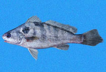 Image of Paralonchurus rathbuni (Bearded banded croaker)