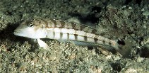 Image of Parapercis robinsoni (Smallscale grubfish)
