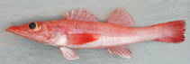Image of Parabembras robinsoni (African deep-water flathead)
