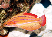 Image of Paracheilinus rubricaudalis (Redtail flasherwrasse)