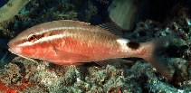 Image of Parupeneus rubescens (Rosy goatfish)