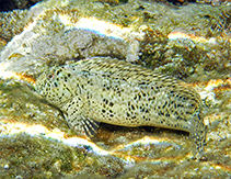Image of Parablennius sanguinolentus (Rusty blenny)