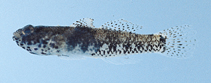Image of Palutrus scapulopunctatus (Scapular goby)