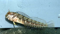 Image of Parablennius sierraensis 