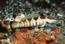 Image of Parapercis snyderi (U-mark sandperch)