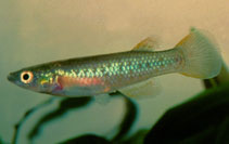 Image of Pachypanchax sparksorum 