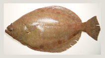 Image of Paralichthys squamilentus (Broad flounder)