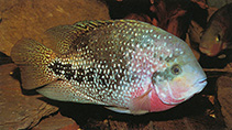 Image of Vieja melanurus (Redhead cichlid)