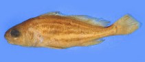 Image of Pachypops trifilis 