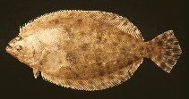 Image of Paralichthys tropicus (Tropical flounder)