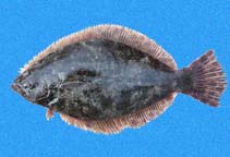 Image of Paralichthys woolmani (Speckled flounder)