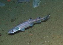 Image of Parmaturus xaniurus (Filetail catshark)