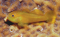 Image of Paragobiodon xanthosoma (Emerald coral goby)