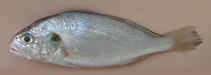 Image of Pennahia argentata (Silver croaker)
