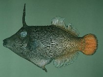 Image of Pervagor aspricaudus (Orangetail filefish)