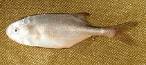 Image of Petrocephalus tanensis (Tana-churchill)