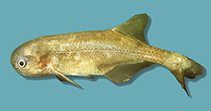 Image of Petrocephalus catostoma (Churchill)