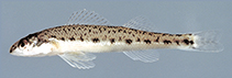 Image of Percina copelandi (Channel darter)