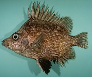 Image of Pentaceros decacanthus (Bigspined boarfish)