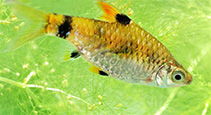 Image of Pethia gelius (Golden barb)