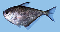 Image of Pempheris heemstraorum (Greater sweeper)