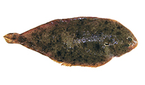 Image of Pegusa impar (Adriatic sole)