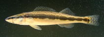 Image of Percina macrocephala (Longhead darter)