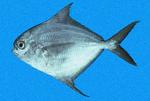 Image of Peprilus medius (Pacific harvestfish)