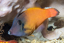 Image of Pervagor melanocephalus (Redtail filefish)