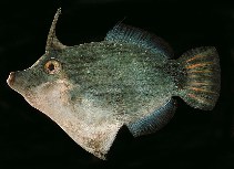 Image of Pervagor nigrolineatus (Blacklined filefish)