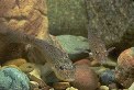 Image of Percopsis omiscomaycus (Trout-perch)