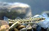 Image of Percina pantherina (Leopard darter)