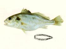 Image of Pennahia pawak (Pawak croaker)