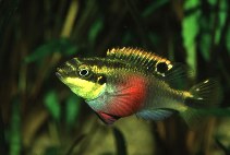 Image of Pelvicachromis pulcher (Rainbow krib)