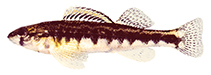 Image of Percina roanoka (Roanoke darter)