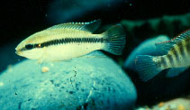Image of Pelvicachromis roloffi 