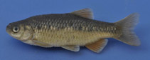 Image of Petroleuciscus smyrnaeus (Izmir chub)