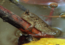 Image of Periophthalmus spilotus 