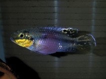 Image of Pelvicachromis subocellatus 