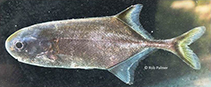 Image of Petrocephalus tenuicauda 