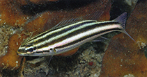 Image of Pentapodus trivittatus (Three-striped whiptail)