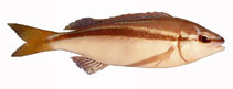 Image of Pentapodus vitta (Western butterfish)