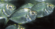 Image of Photopectoralis bindus (Orangefin ponyfish)