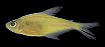 Image of Phenacogaster carteri 